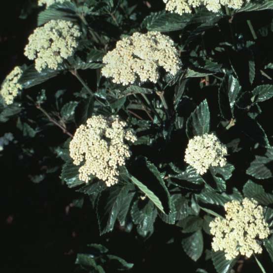 White flowers on Chicago Lustre viburnum