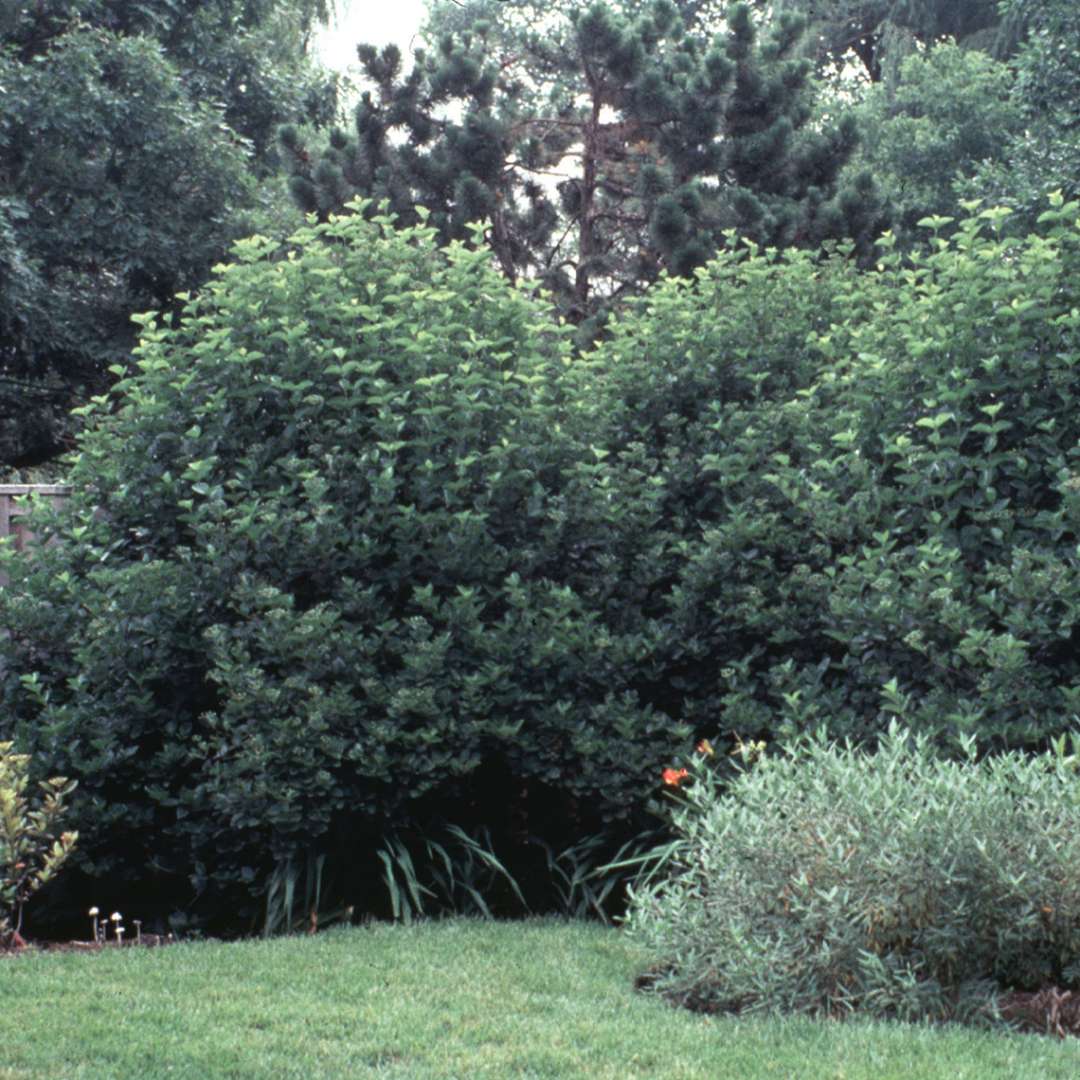 Three large specimens of Chicago Lustre viburnums in the landscape