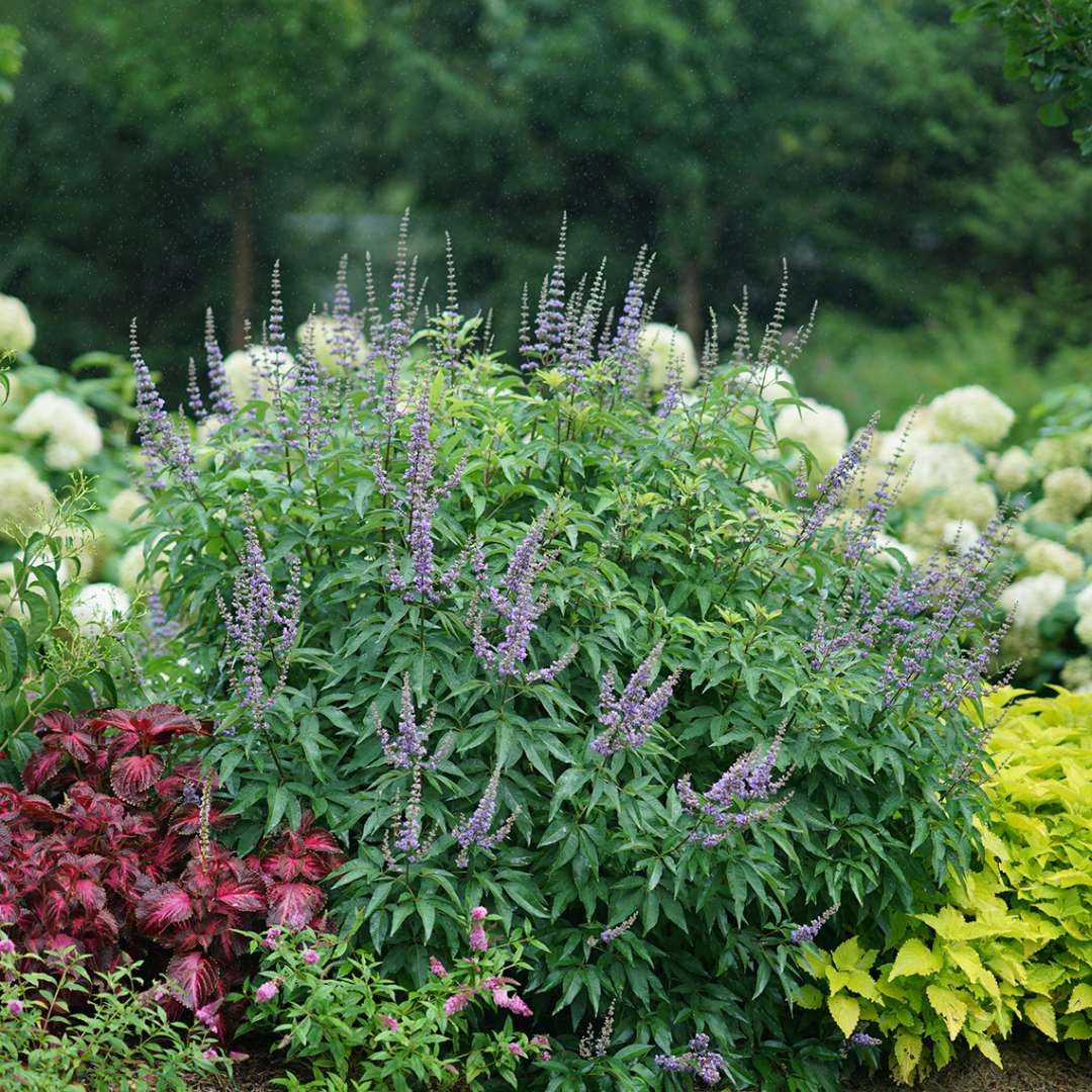 A specimen of Blue Diddley chastetree in a landscape surrounded by colorful coleus showing its ball like habit and dwarf stature