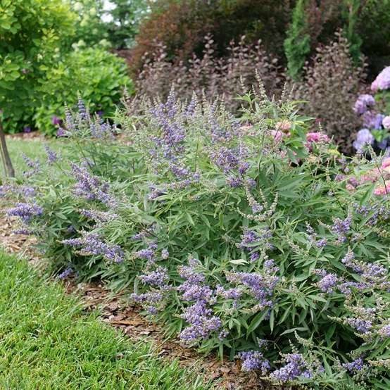 A row of Rock Steady Vitex in a landscape