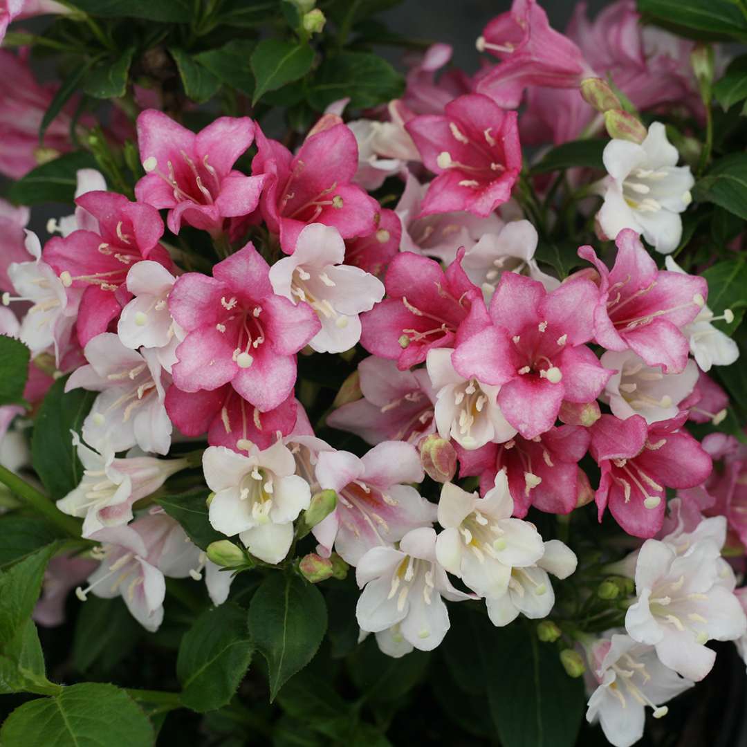 Czechmark Trilogy weigela flowers closeup showing pink red and white at once