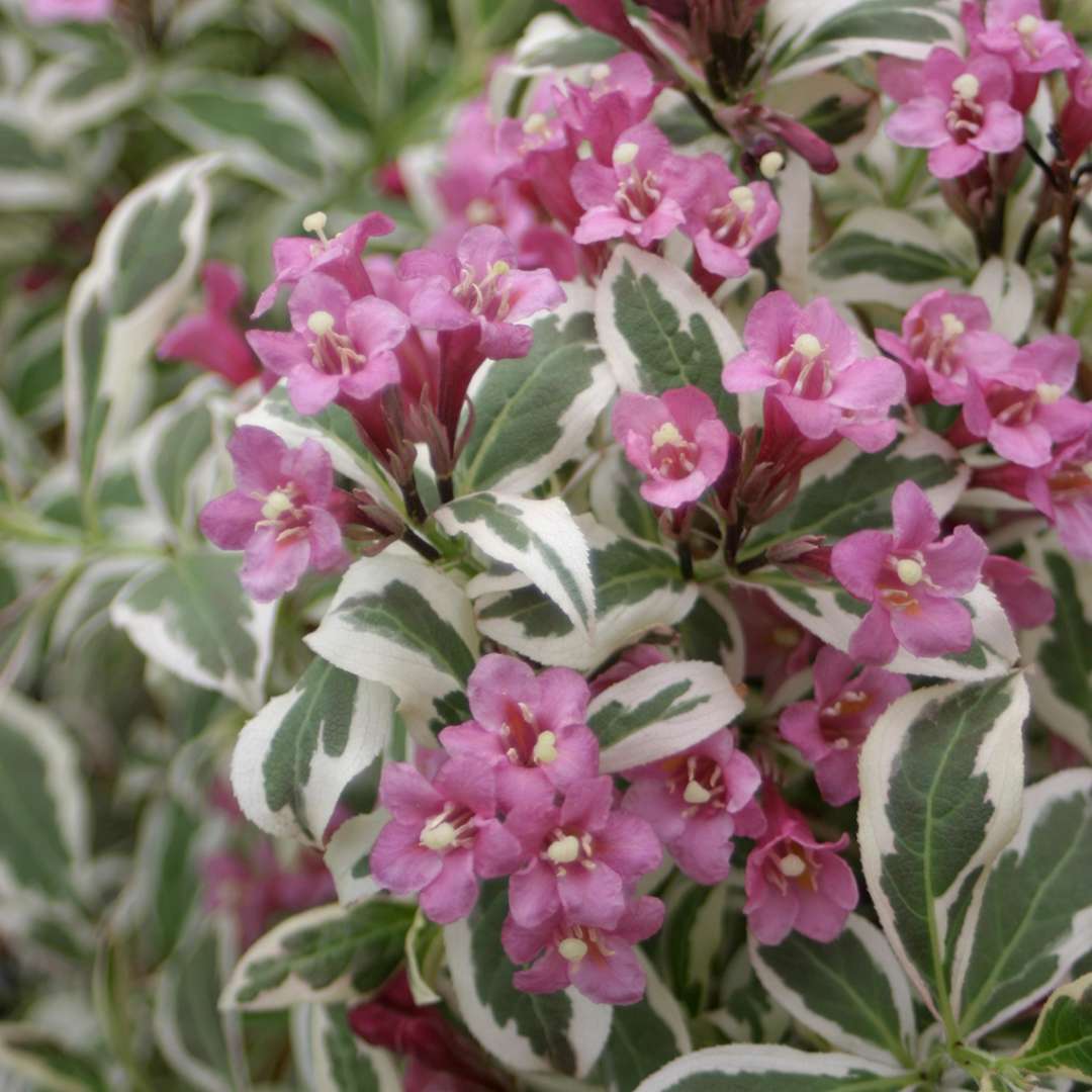 Closeup of the very pretty pink flowers and neat green and white variegated foliage of My Monet weigela