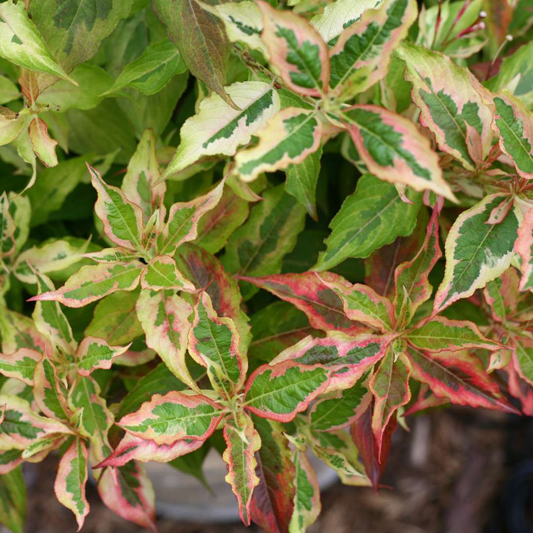 The variegated foliage of My Monet Sunset weigela taking on tones of pink red and orange