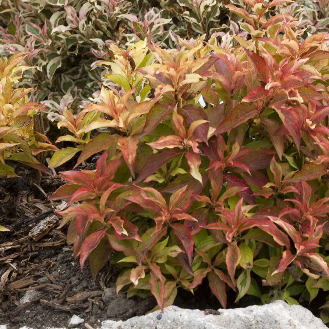 My Monet Sunset weigela in late summer with its green foliage completely transformed to hues of yellow orange and red