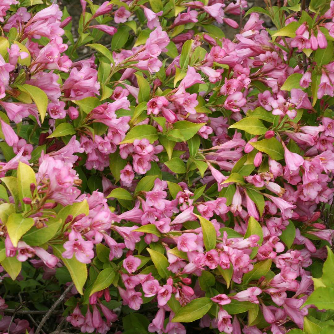 Sonic Bloom Pure Pink Weigela  Spring Meadow - wholesale liners - Spring  Meadow Nursery