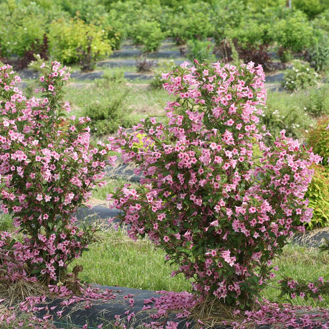 Two Sonic Bloom Pure Pink weigela blooming with many fallen pink flowers below the plants