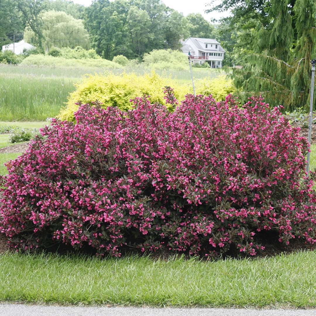 A large specimen of purple foliage Wine & Roses weigela covered in pink flowers in a landscape