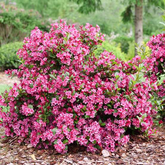 Sonic Bloom Punch Weigela blooming in a landscape