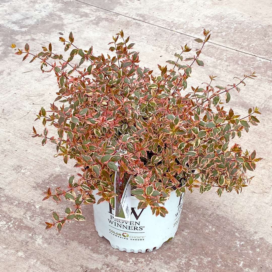 Tres Amigos variegated abelia growing in a white Proven Winners container.