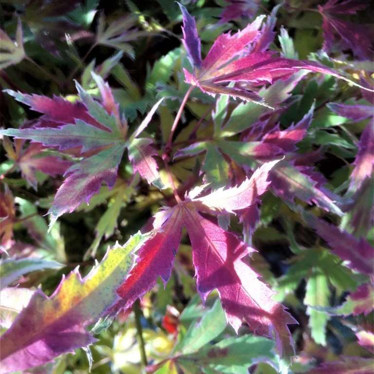 The purple and red fall color of Metamorphosa Japanese maple.