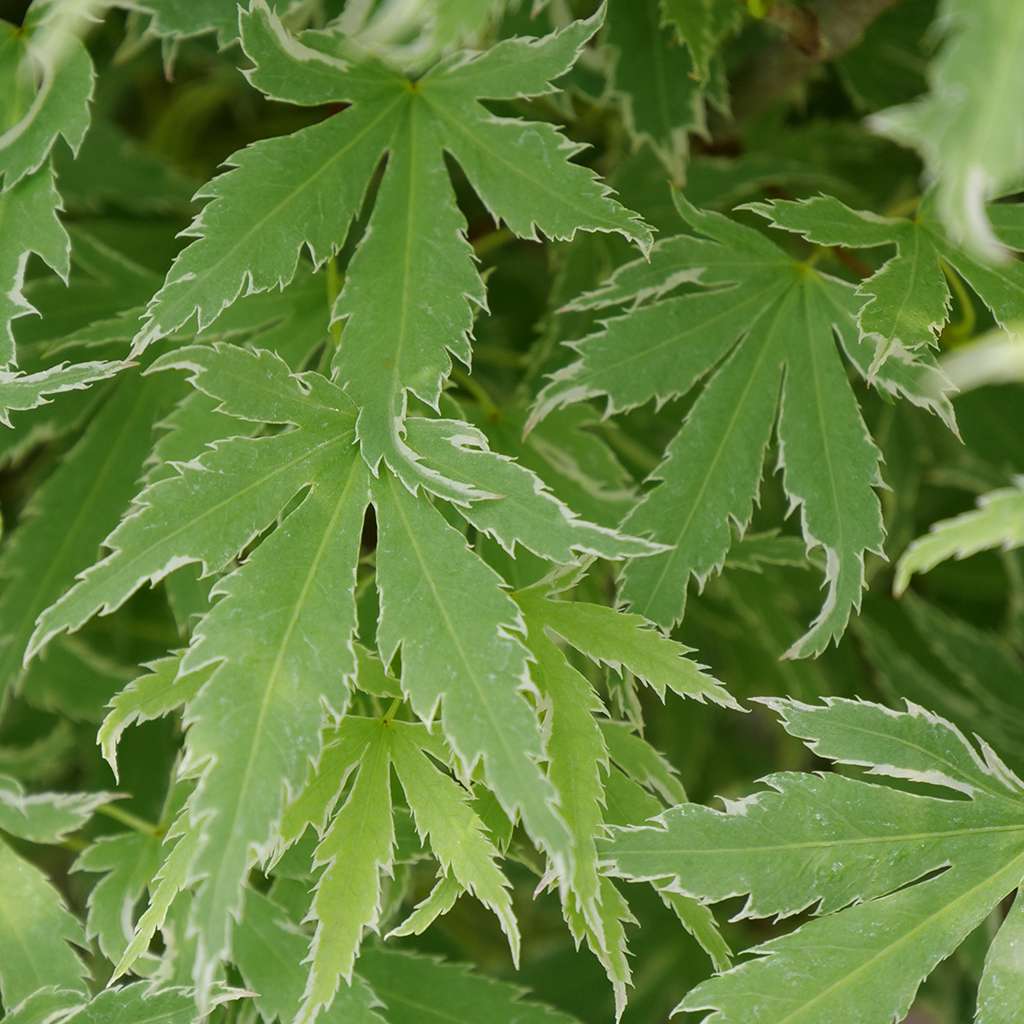 Close up of the leaves of Metamorphosa Japanese maple showing its summer variegation.