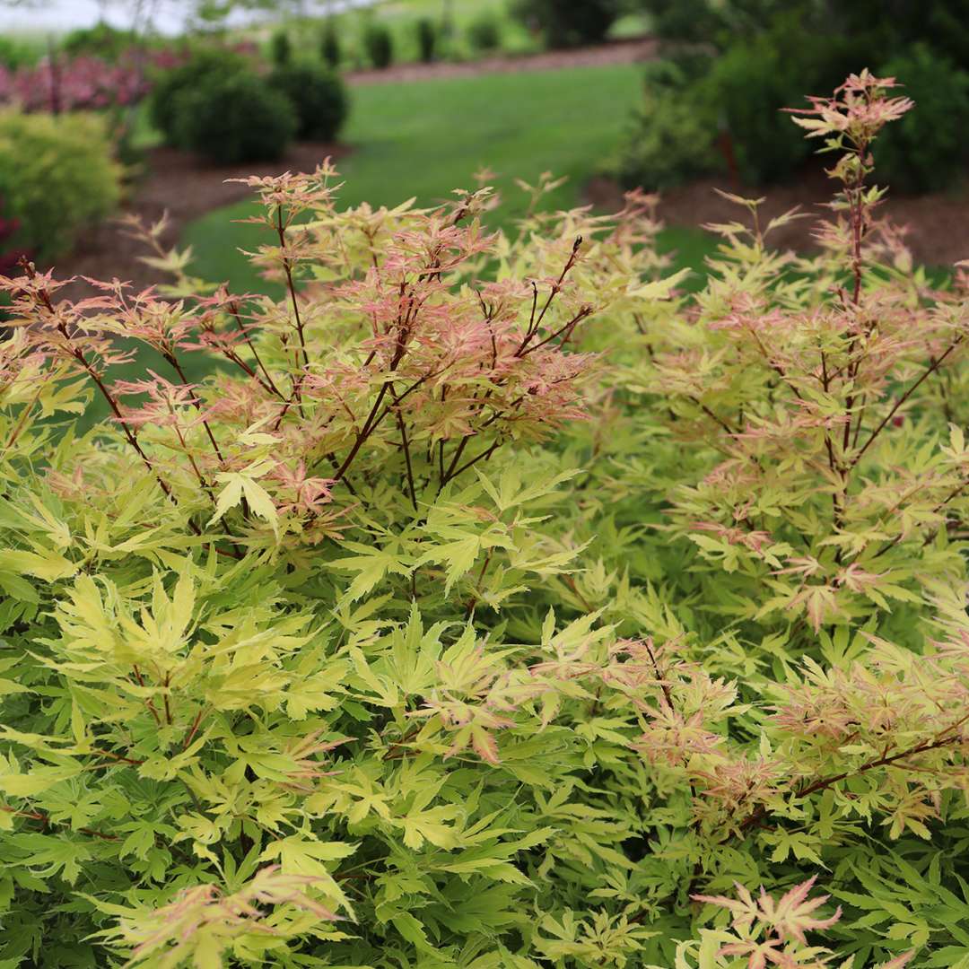 The top of Metamorphosa Japanese maple in late spring showing lots of colorful new growth.