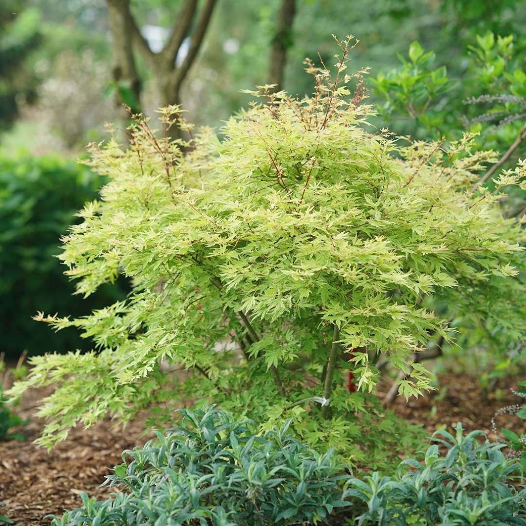 Metamorphosa Japanese maple is a small shrubby maple with colorful foliage and appealing texture. 