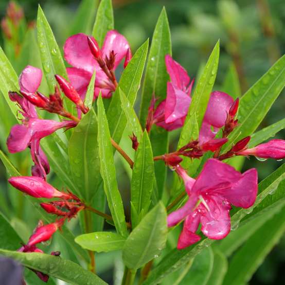 The pink flowers of new and improved Austin Pretty Limits oleander