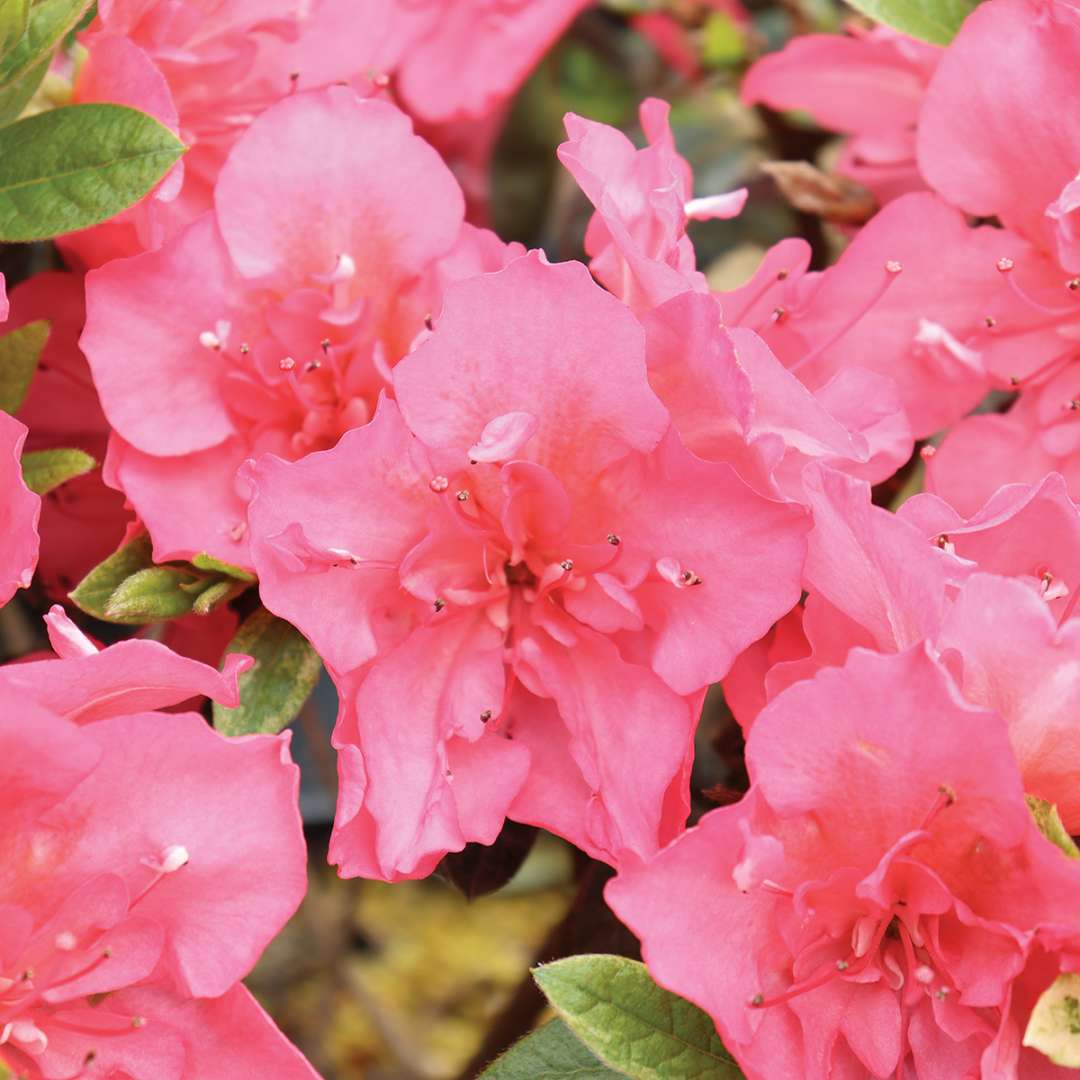 Perfecto Mundo Epic Coral azalea boasts extra-large coral-pink flowers in spring, summer, and fall.