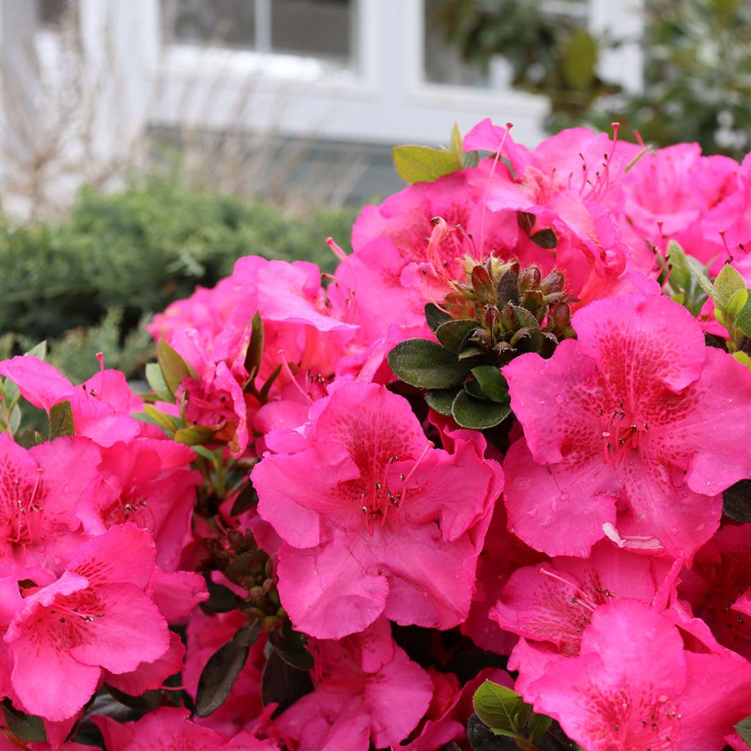 Perfecto Mundo Epic Pink azalea blooming in an early spring landscape.