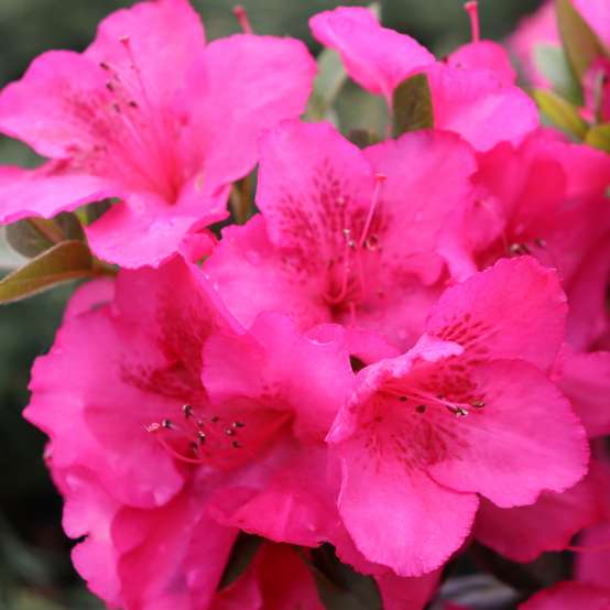 Perfecto Mundo Epic Pink azalea has very large hot pink flowers in spring, summer, and fall.