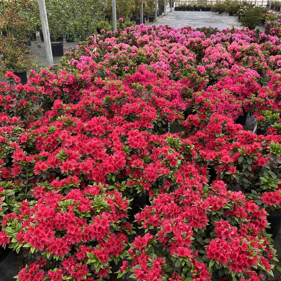 The vivid red blooms of Perfecto Mundo Red reblooming azalea appear in spring and in fall