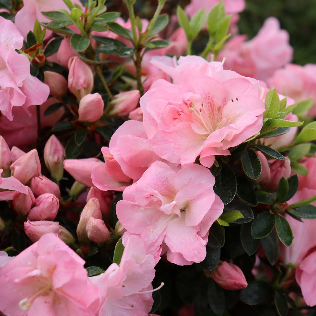 Perfecto Mundo Epic Pink azalea has pink flowers that cover the plant.