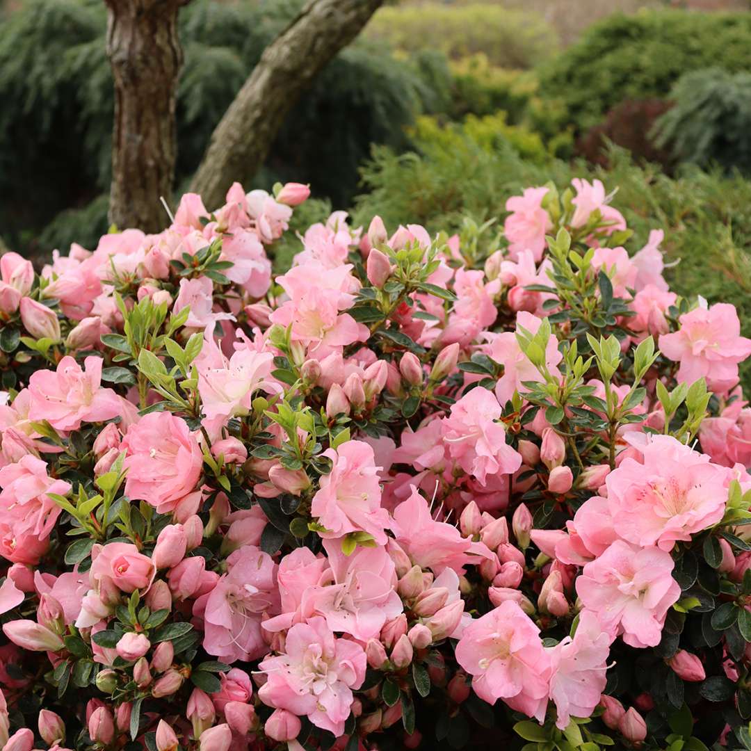 Perfecto Mundo Pink Carpet azalea is a ground cover type covered in shell-pink flowers. 