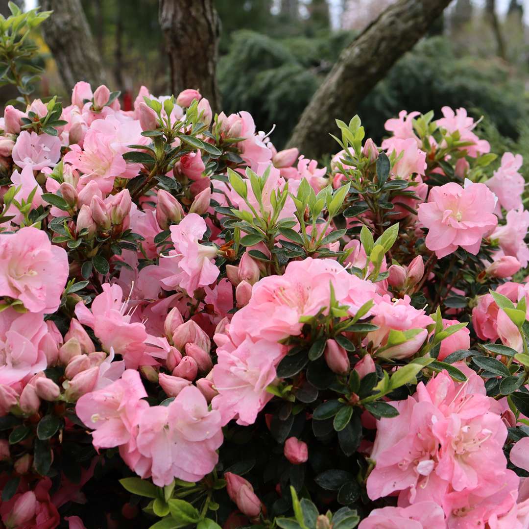 Perfecto Mundo Epic Pink azalea is covered in pink flowers in spring, summer, and fall.