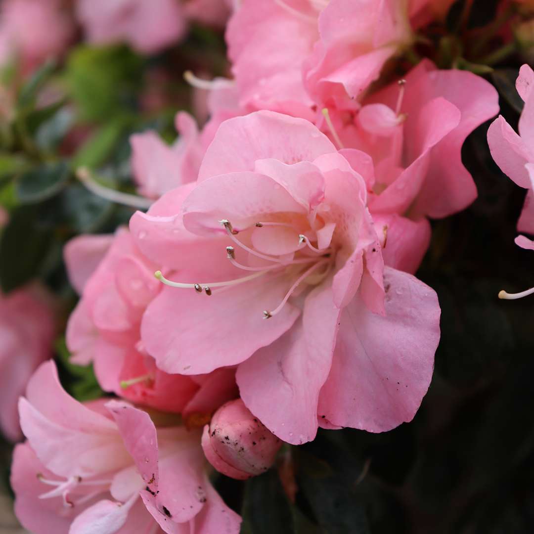Closeup of a single flower on Perfecto Mundo Epic Pink azalea.