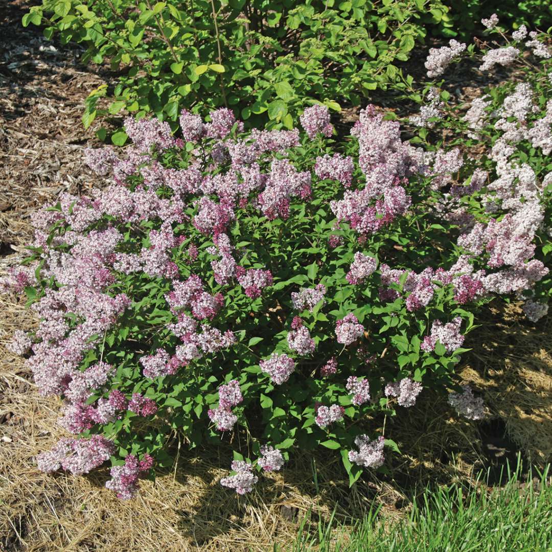 Baby Kim lilac offers a neat dwarf habit, fragrance, and high performance