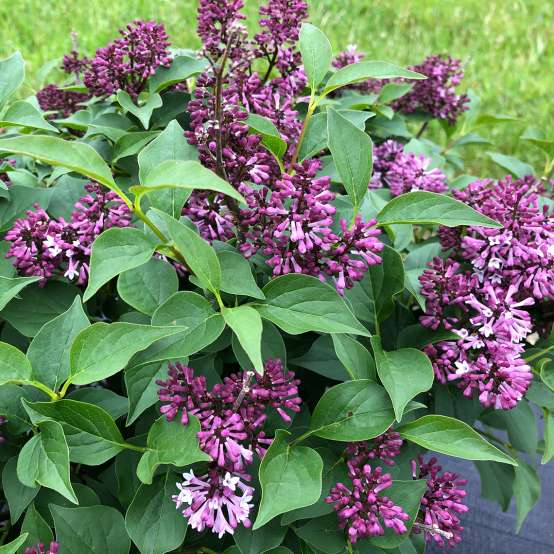 The rich purple color of Baby Kim lilac flowers. They are purple