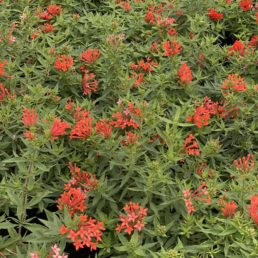 Estrellita Little Star firecracker bush is more compact and more colorful than conventional varieties. 