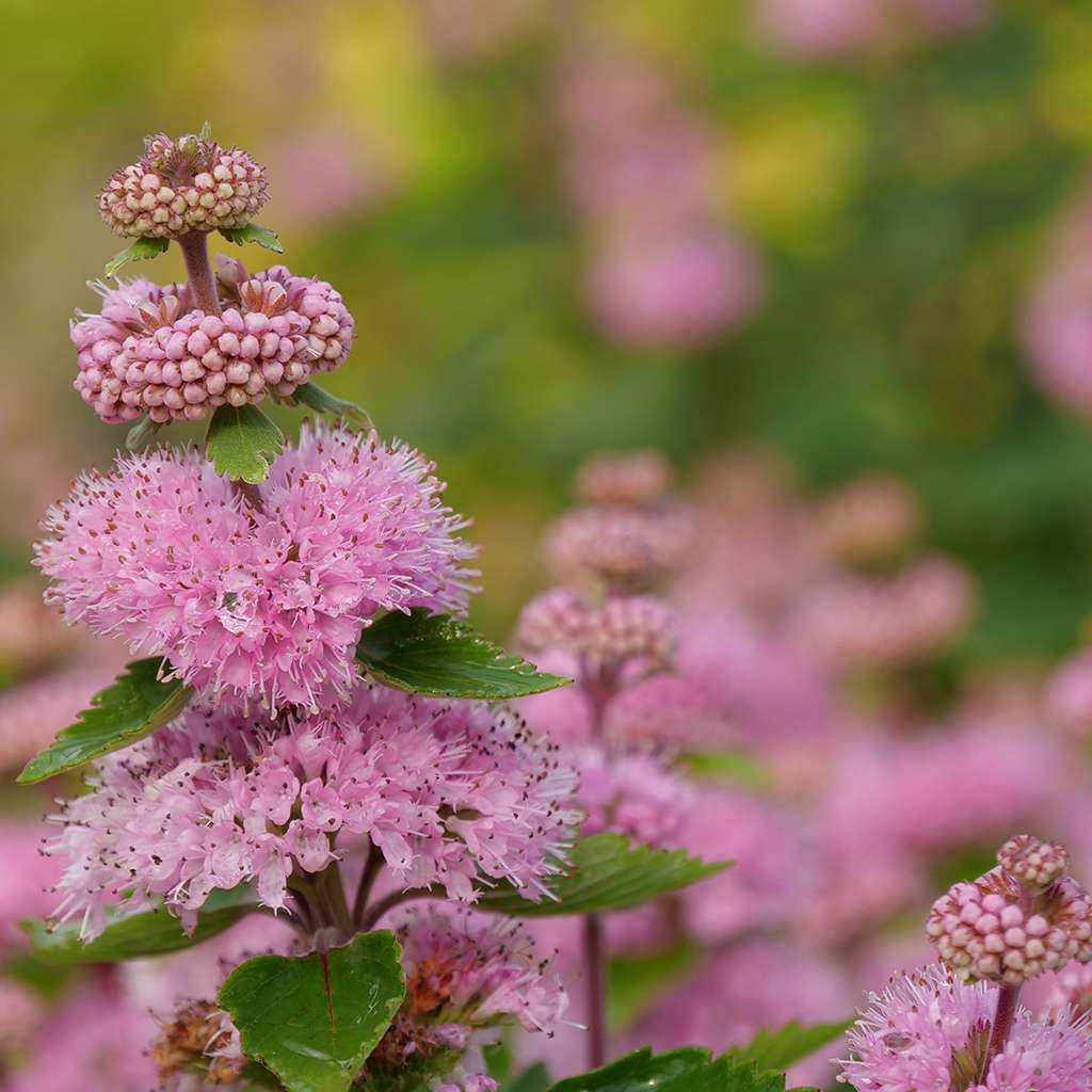 Beyond Pinkd caryopteris has pink spire like flowers and neatly toothed foliage.