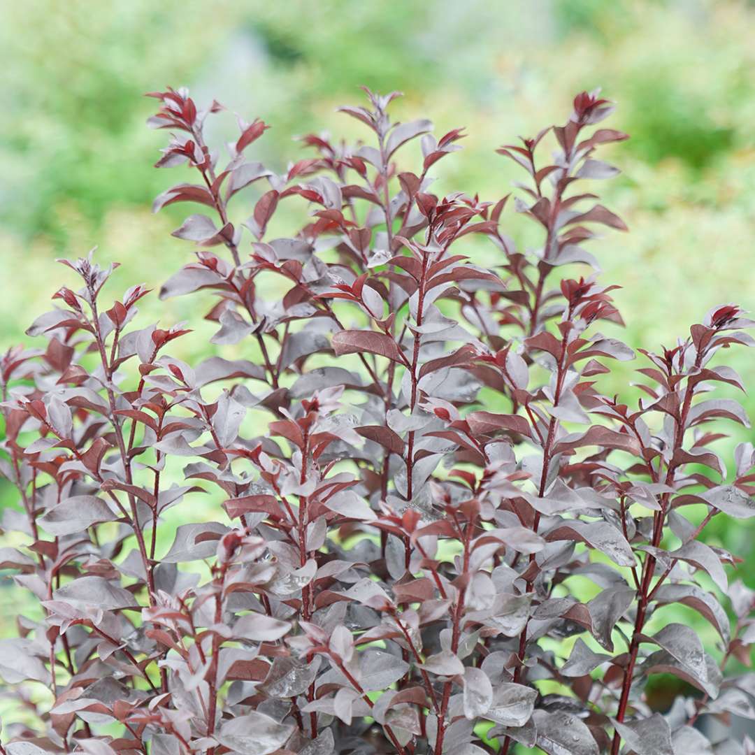 The deep black disease resistant foliage of center stage crapemyrtle