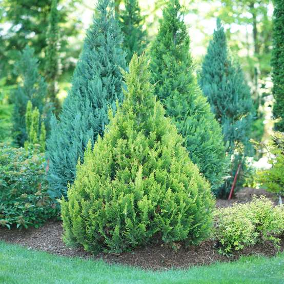 Pinpoint Gold false cypress combines bright evergreen foliage with a neat pyramidal habit