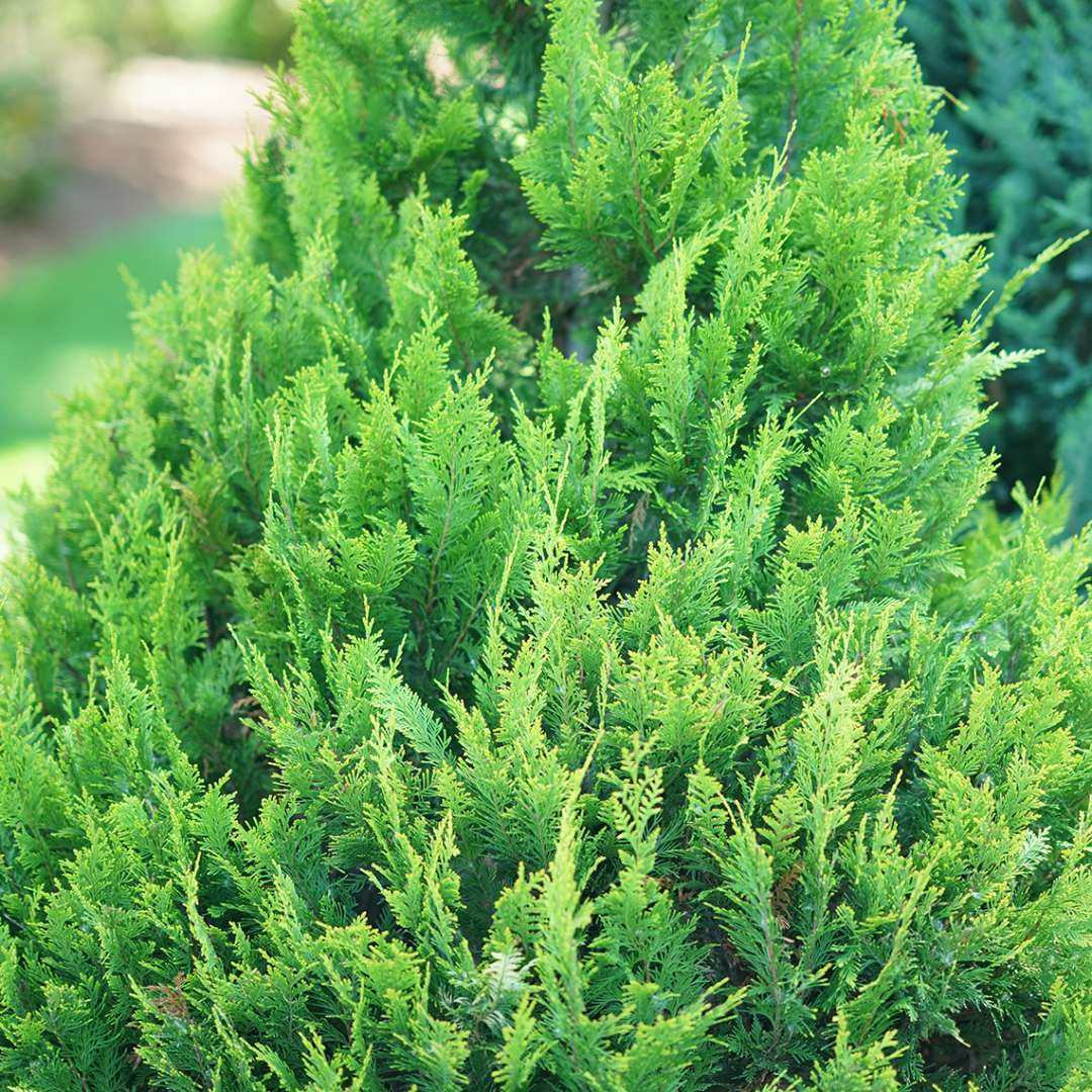 Pinpoint Gold false cypress combines bright evergreen foliage with a neat pyramidal habit