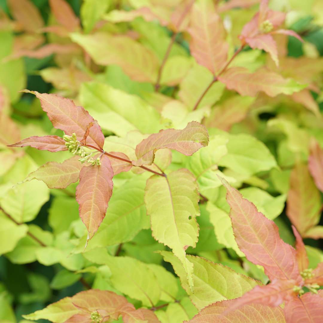 The colorful foliage of Kodiak Fresh diervilla looks best in part shade.