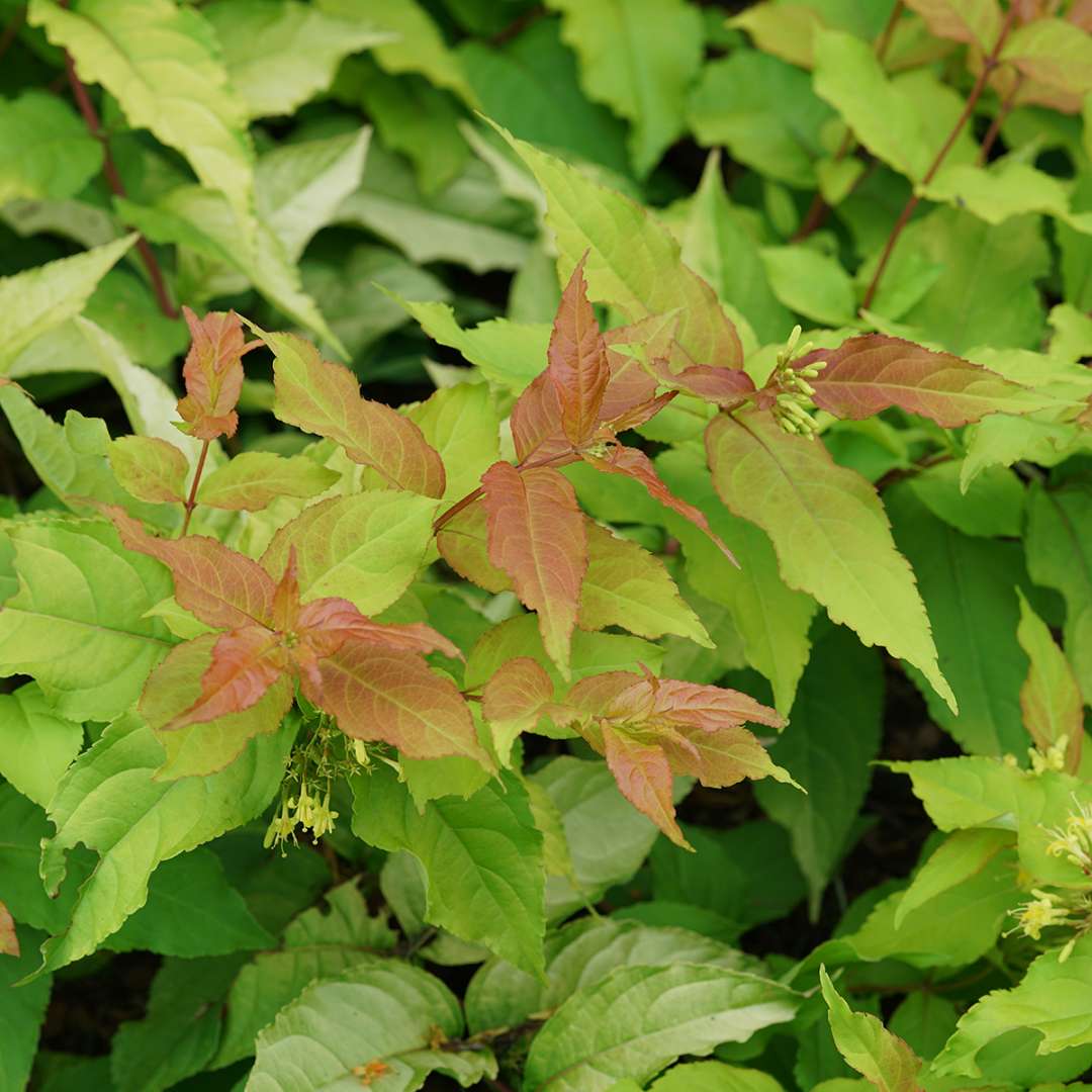 The emerging red foliage of Kodiak Fresh diervilla. 