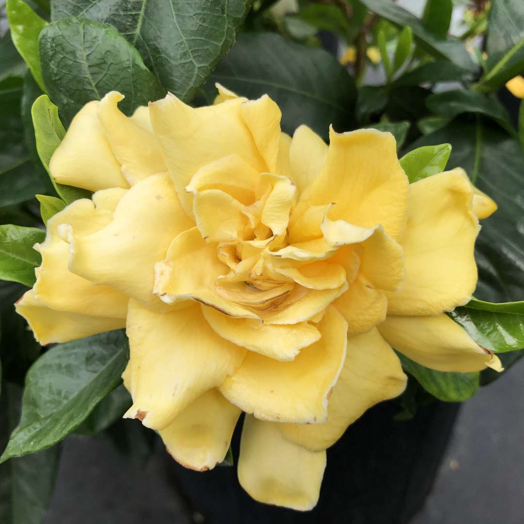 close up of The butter yellow blooms of Golden Magic gardenia