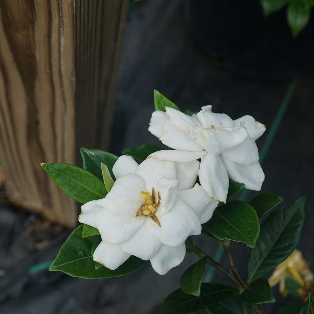 two Steady As She Goes gardenia blooms as a cut flowers