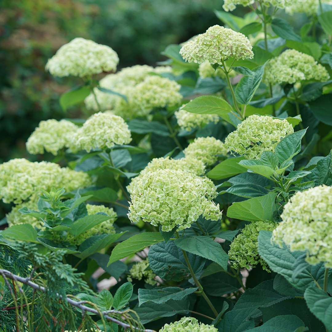 Invincibelle Sublime smooth hydrangea has lime green flowers