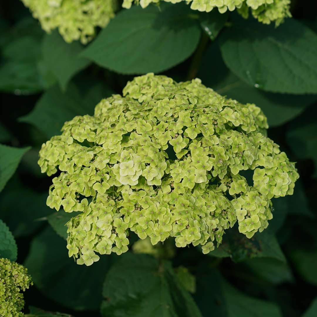 The green flowers of Invincibelle Sublime smooth hydrangea at their peak bloom in summer. 