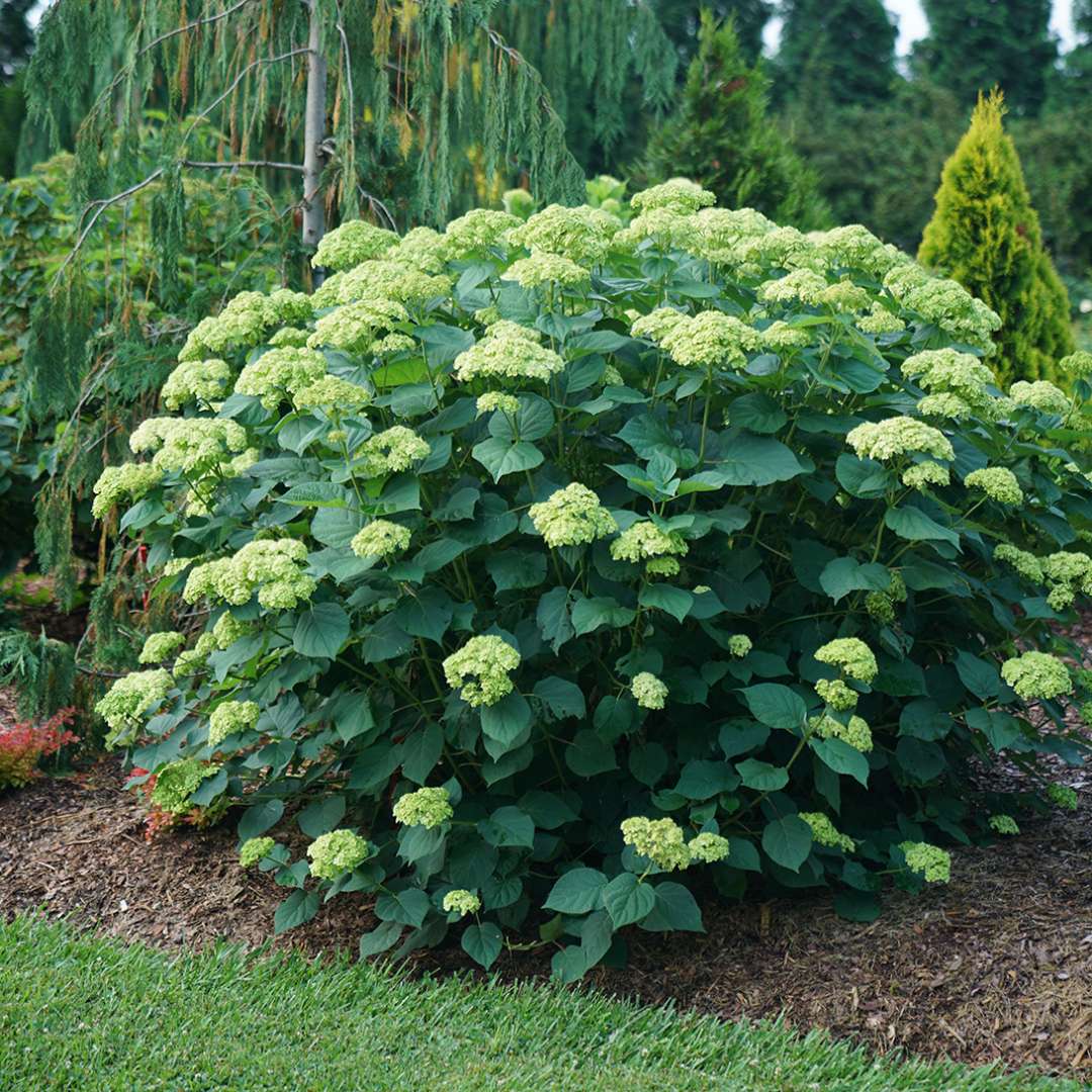 The appealing rounded habit of Invincibelle Sublime smooth hydrangea. 