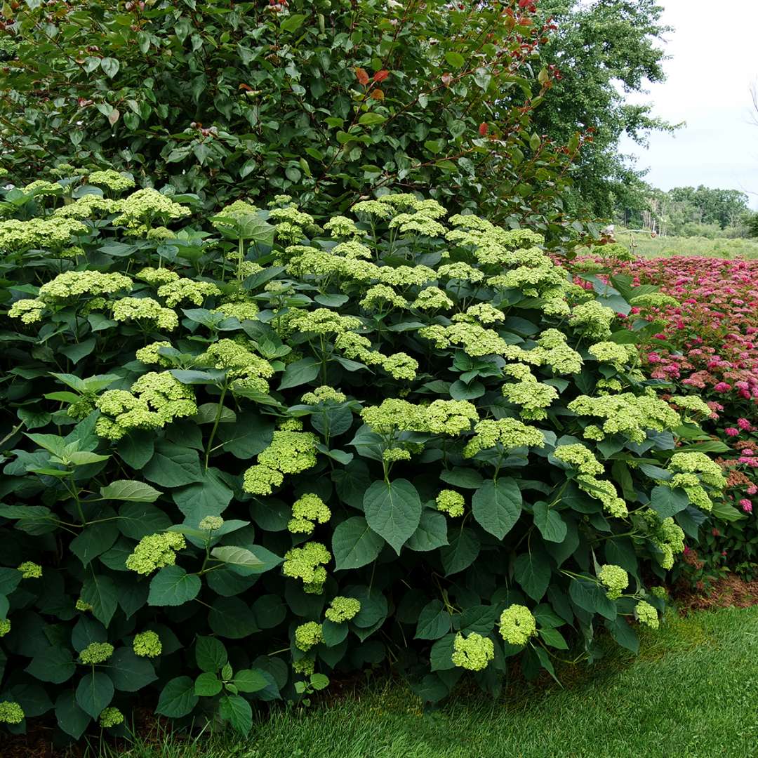 A large Invincibelle Sublime smooth hydrangea growing in a landscape. 