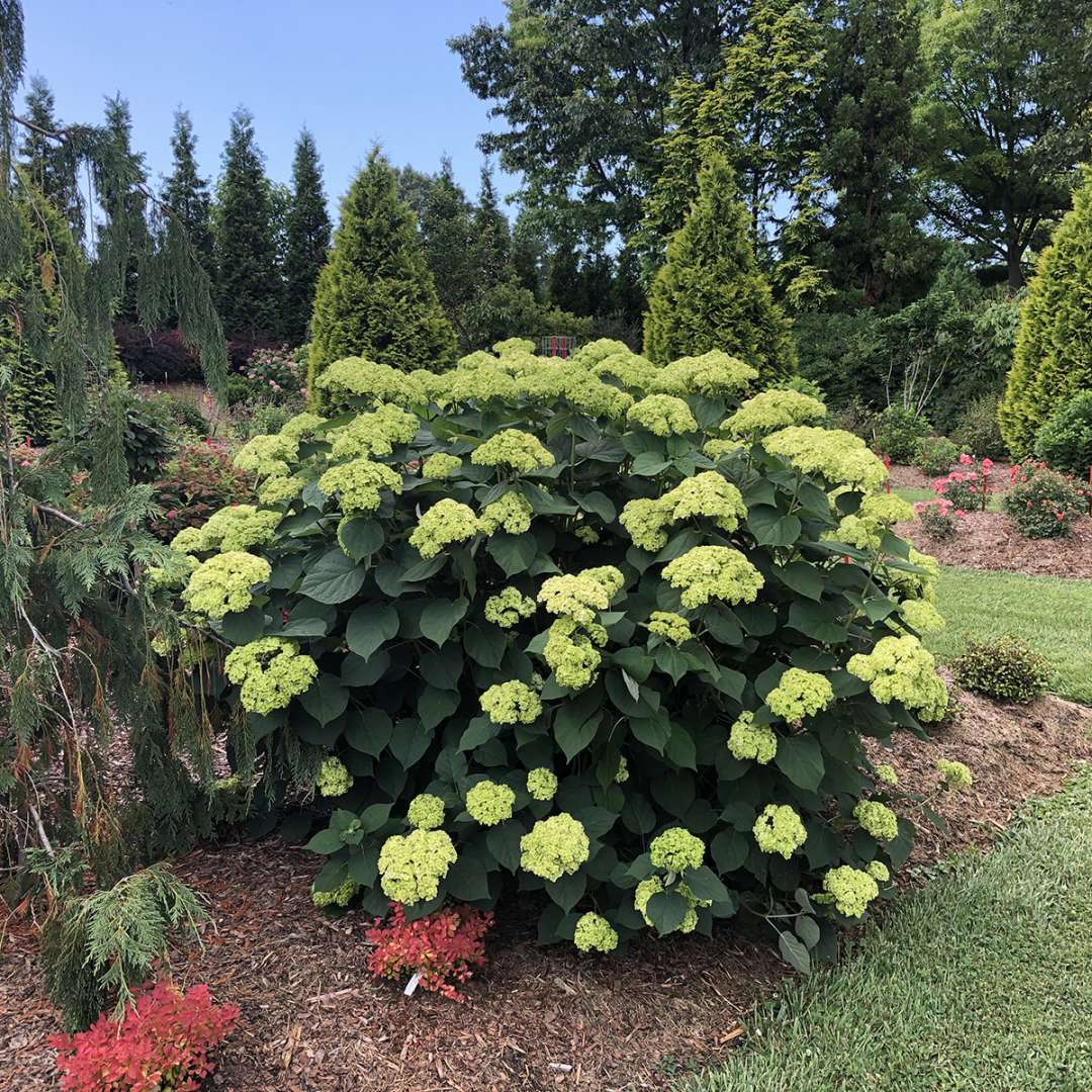Invincibelle Sublime smooth hydrangea growing in a garden surrounded by evergreens. 