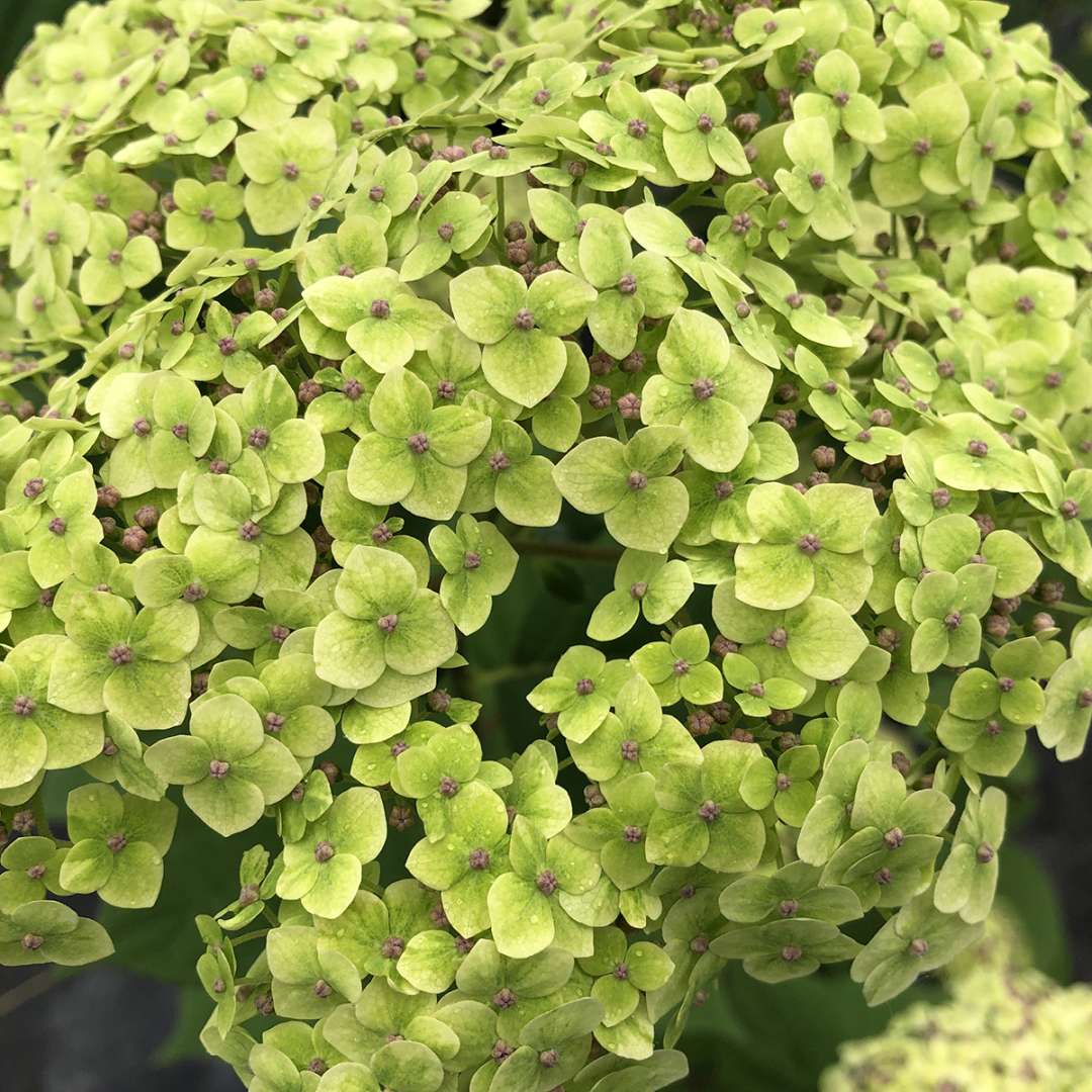 A close look at the green florets of Invincibelle Sublime smooth hydrangea. 