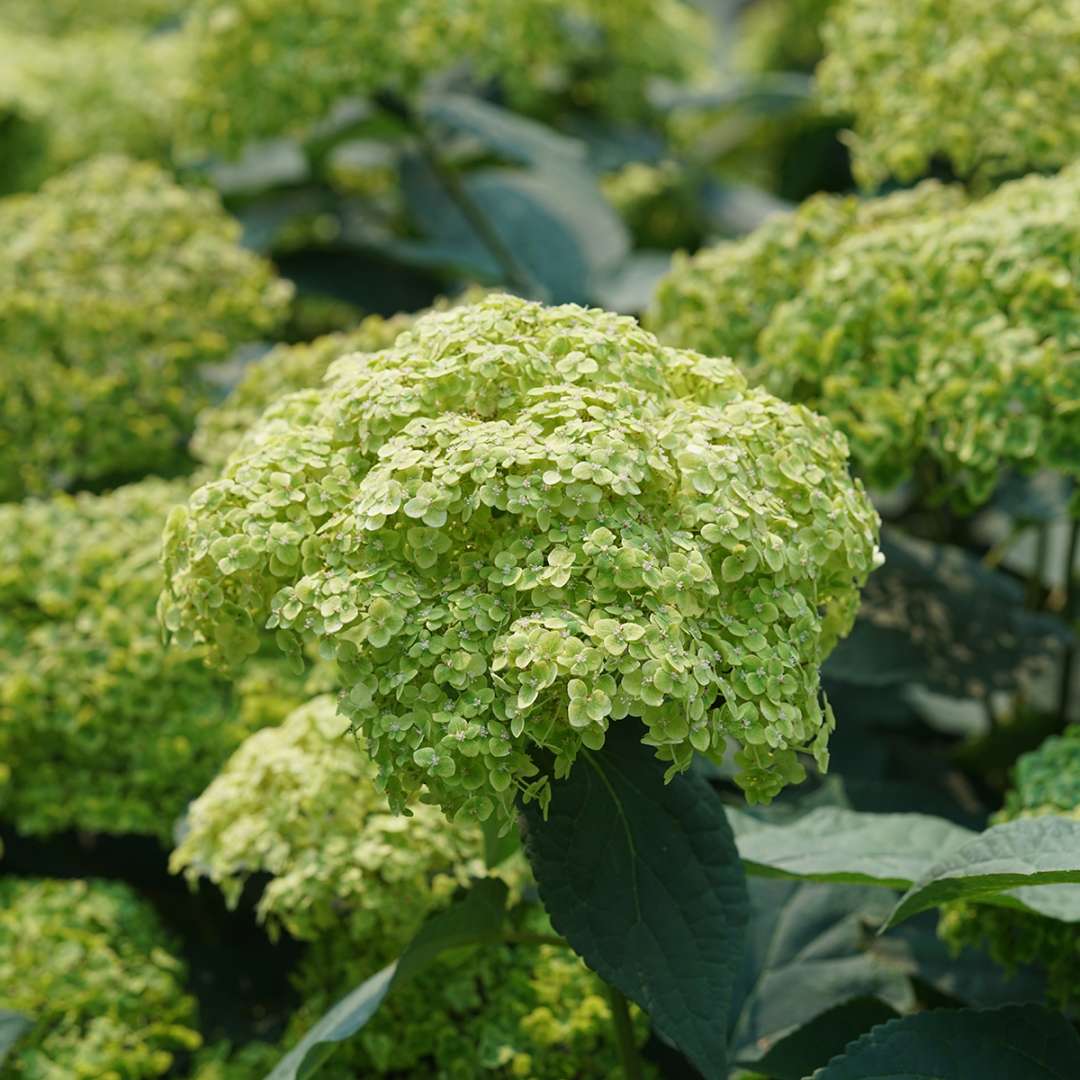 Invincibelle Sublime smooth hydrangea bears large mophead flowers on sturdy stems. 