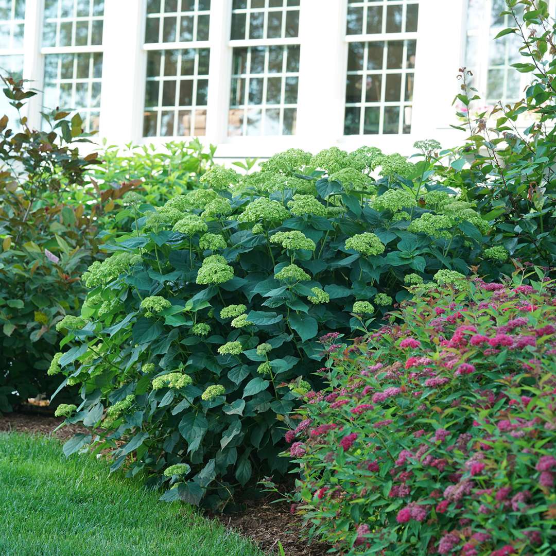 Invincibelle Sublime smooth hydrangea planted in front of a home. 
