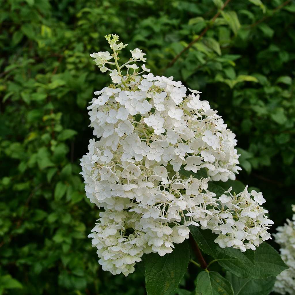 Puffer Fish panicle hydrangea develops a fun little burst of florets from the tip of its bloom. Neat!