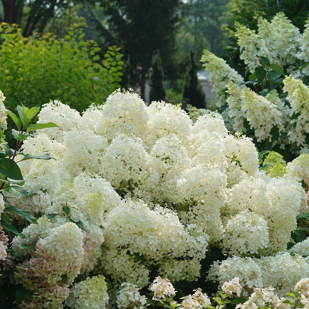 puffer fish panicle hydrangea | spring meadow - wholesale liners