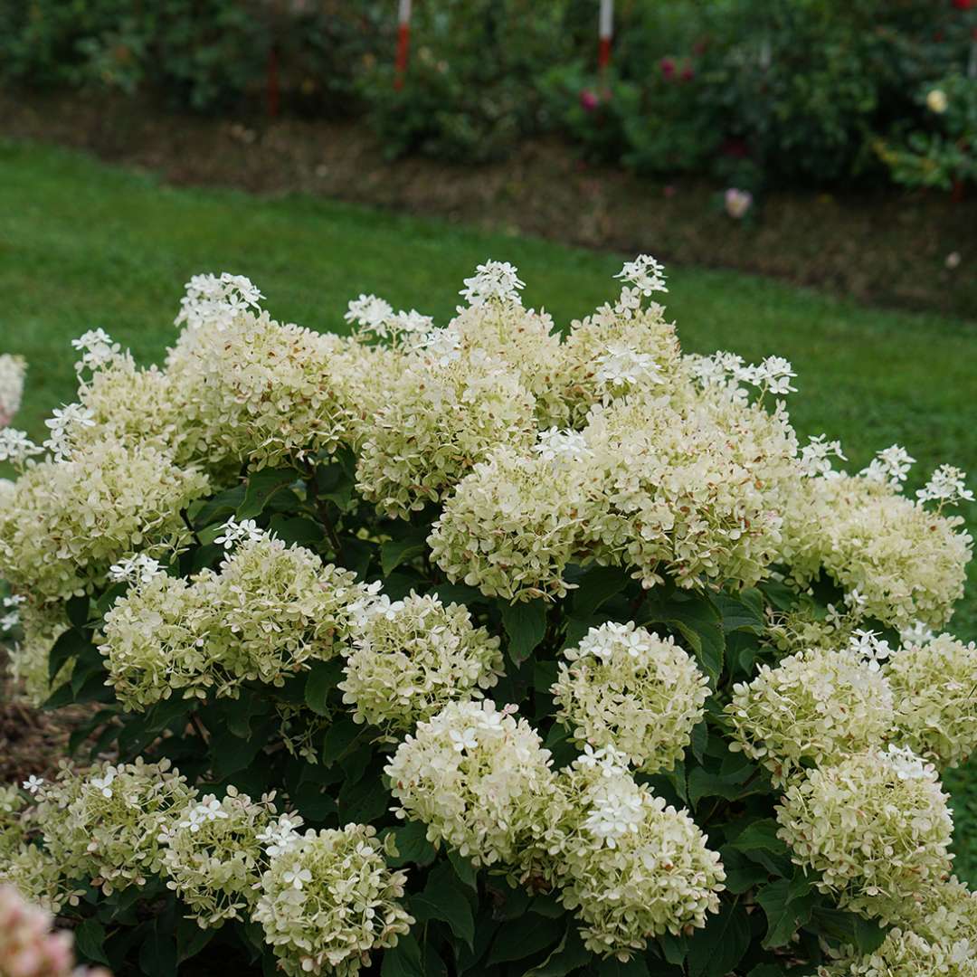Puffer Fish panicle hydrangea in late summer, showing its green color and unique texture.