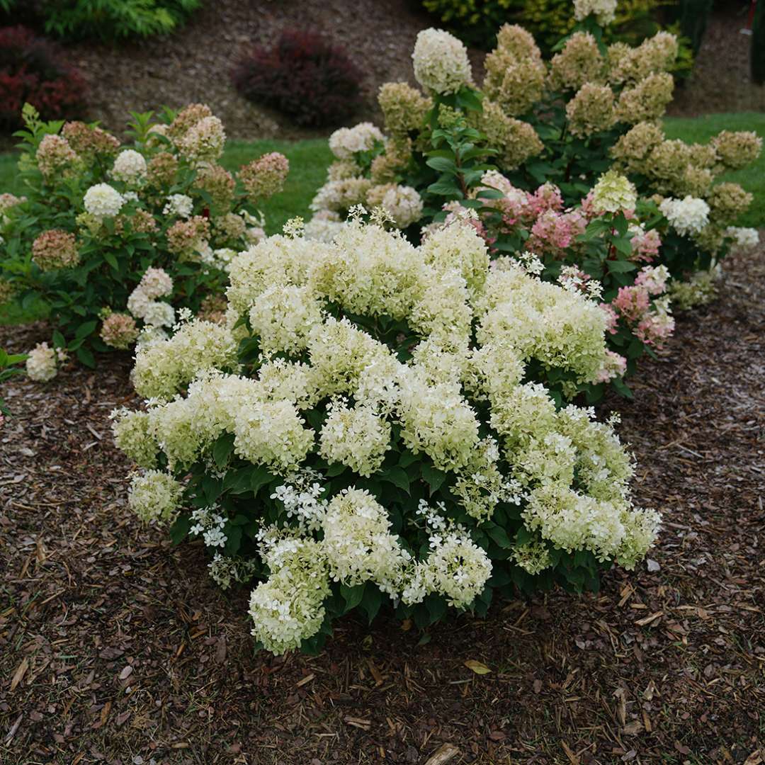 Puffer Fish panicle hydrangea blooming in a landscape surrounded by other panicle hydrangeas. 