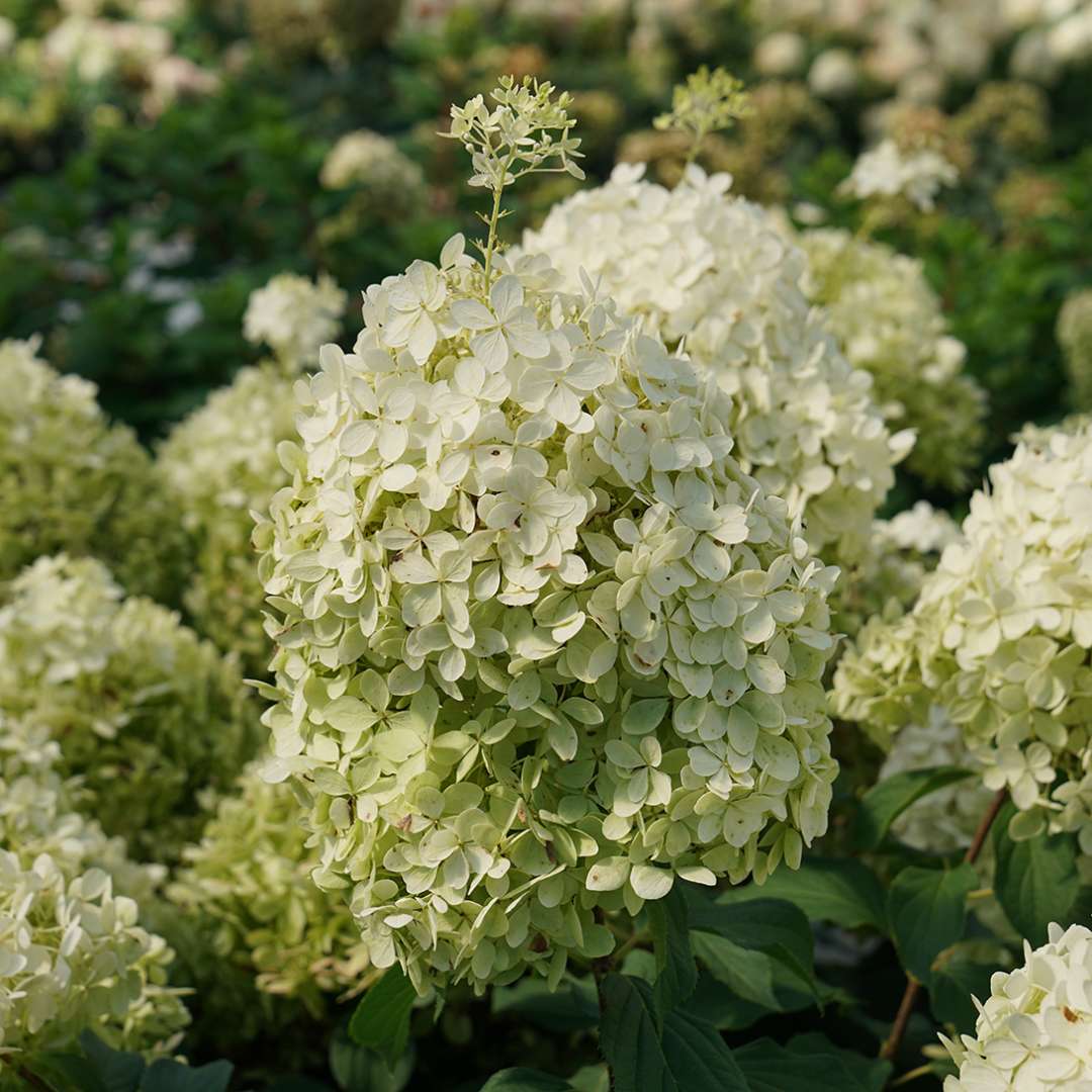 The funny little extra florets that emerge from the tip of the bloom on Puffer Fish panicle hydrangea is clearly seen.